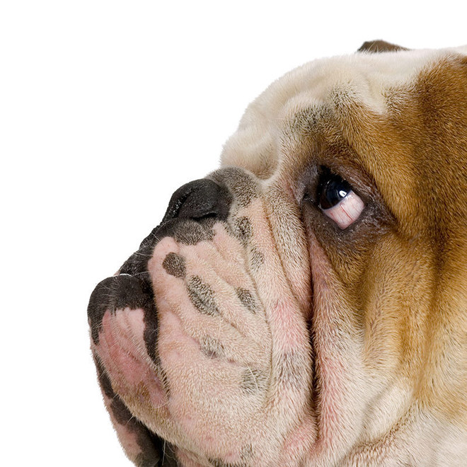 bulldog