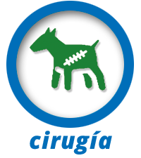 Cirugia